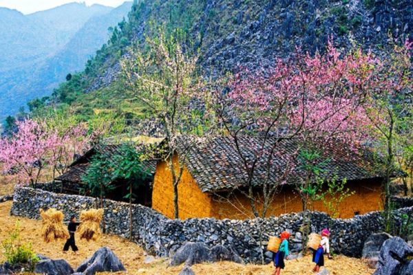 Time to travel to Ha Giang in spring peach blossom season