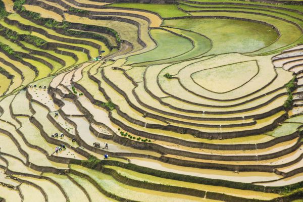Terraced fields in flooding season in Ha Giang