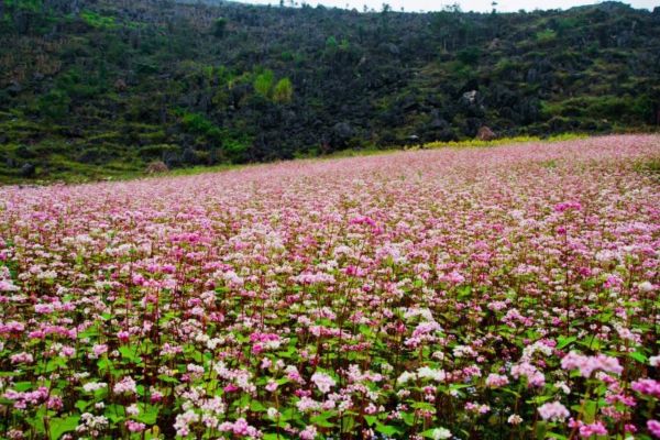 The colorful Buckwheat flower fields in Ha Giang