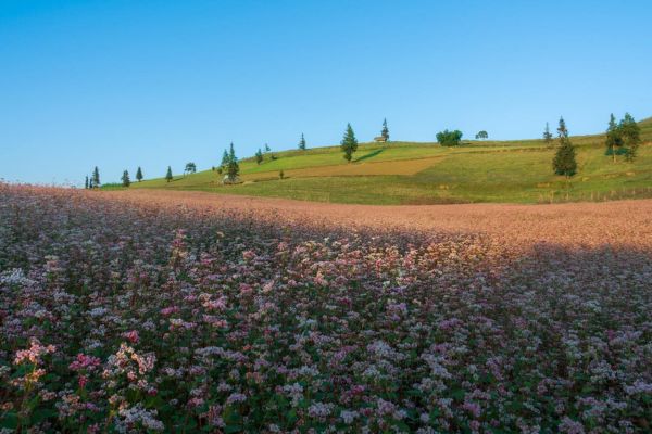 Beautiful flower fields at Suoi Thau